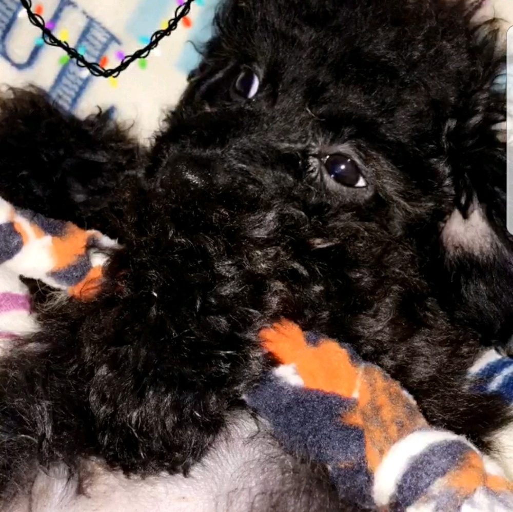 Meet your Posher, Tami